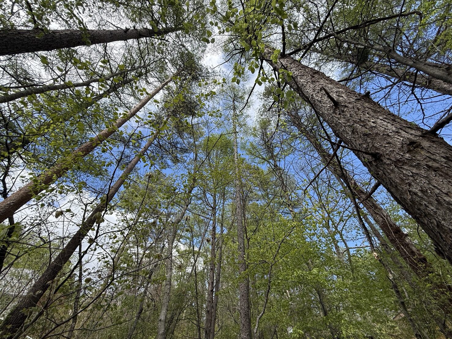 千ヶ滝西区土地　293坪